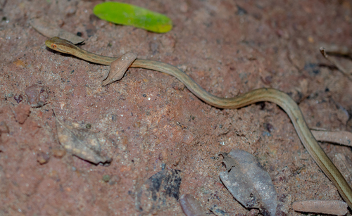 Double-lined Water Snake