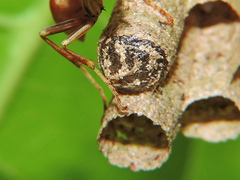 Mischocyttarus angulatus