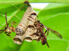 Mischocyttarus angulatus