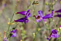 Eulonchus smaragdinus