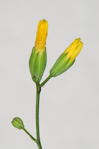 Lapsana communis