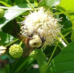 Bombus griseocollis