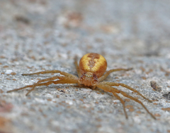 Philodromus rufus