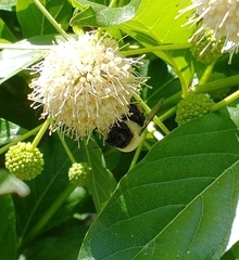 Bombus griseocollis