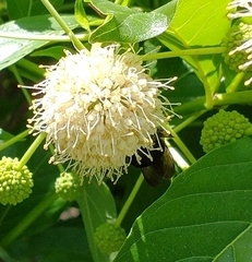 Bombus griseocollis