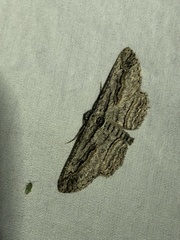 Iridopsis obliquaria