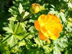 Trollius europaeus