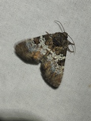 Hemibryomima chryselectra