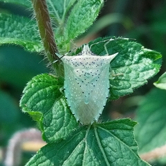 Arvelius albopunctatus