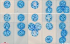 Scutellinia minor