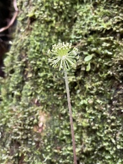 Hydrocotyle mexicana