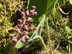 Pyrola asarifolia incarnata