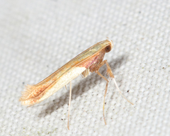 Caloptilia superbifrontella