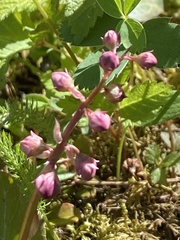 Pyrola asarifolia incarnata