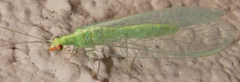 Chrysoperla comanche