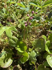 Pyrola asarifolia incarnata