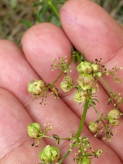 Aceria galiobia