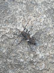 Aegomorphus quadrigibbus