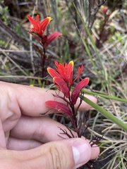 Castilleja irasuensis
