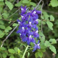 Delphinium bakeri