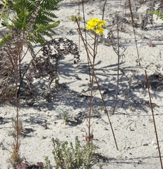 Erysimum teretifolium
