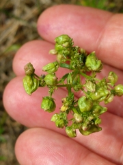 Aceria galiobia