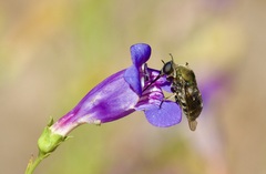 Eulonchus smaragdinus