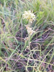 Asclepias stenophylla