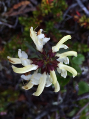 Pedicularis lapponica
