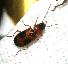 Badister neopulchellus