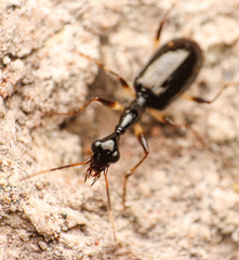 Colliuris lioptera