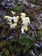 Pedicularis lapponica