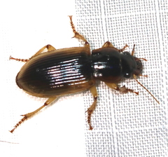 Anisodactylus discoideus