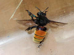 Eufriesea mexicana