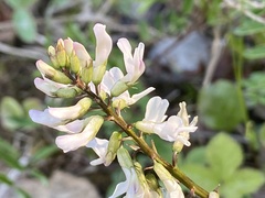 Astragalus robbinsii