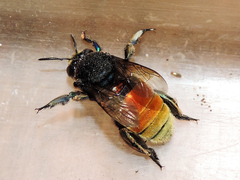 Eufriesea mexicana