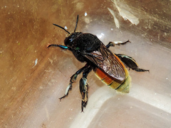 Eufriesea mexicana