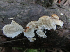 Dacryobolus karstenii