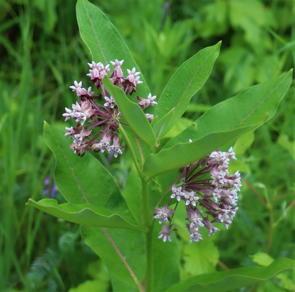 common milkweed from Belleville, ON, Canada on June 26, 2022 at 03:27 ...