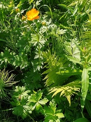 Trollius europaeus