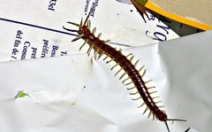 Cormocephalus rubriceps