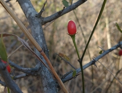 Capsicum chacoense