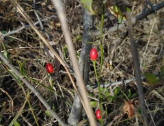 Capsicum chacoense