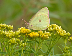 Colias interior image