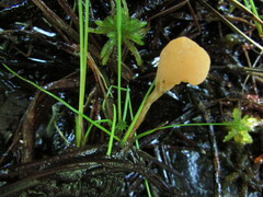 Mitrula lunulatospora