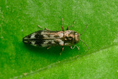 Agrilus lecontei