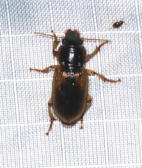 Anisodactylus discoideus
