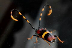 Trachyderes elegans