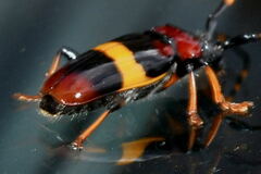 Trachyderes elegans