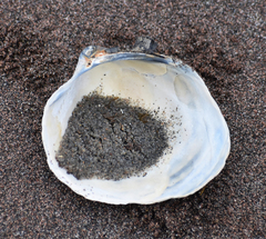 Serripes groenlandicus